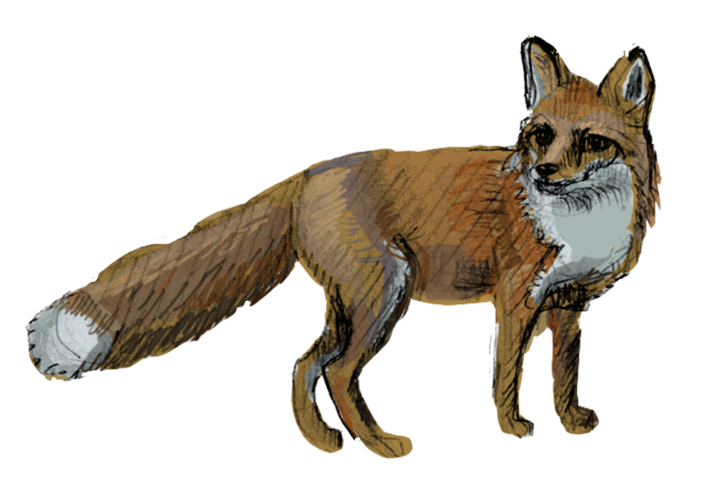 Javier Salmerón - zorrito