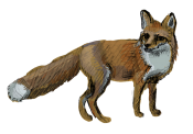 Javier Salmerón - zorrito